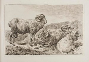 Merino-rammen door Johann Adam Klein