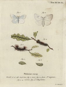 Zwarte V mot, Arctornis l-nigrum door Johann Carl Bock