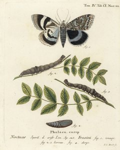 Blauwe ondervleugel mot of Clifden nonpareil, Catocala fraxini. Handgekleurde kopergravure door Johann Carl Bock