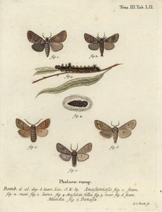 Clostera anastomosis en Nudaria mundana door Johann Carl Bock
