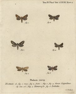 Gewone snelle mot, Korscheltellus lupulina, gouden snelle, Phymatopus hecta, en Pharmacis carna. Handgekleurde kopergravure door Johann Carl Bock naar Eugenius Johann Christoph Esper