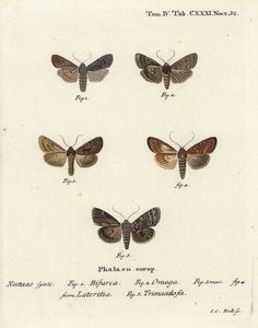 Conformist, Lithophane furcifera, dubbele pijl, Graphiphora augur, zeldzame bruin, Apamea lateritia, en zilveren bogen, Polia hepatica door Johann Carl Bock