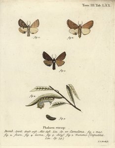 Kokarde prominent, Ptilodon capucinus door Johann Carl Bock