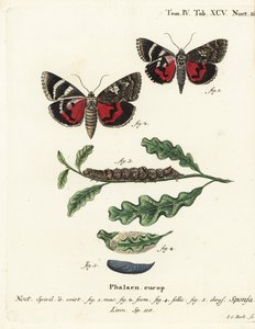 Donker karmozijnrode ondervleugel, Catocala sponsa. Handgekleurde kopergravure door Johann Carl Bock naar Eugenius Johann Christoph Esper