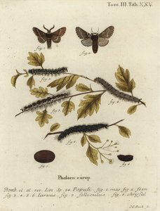Decembermot, Poecilocampa populi door Johann Carl Bock