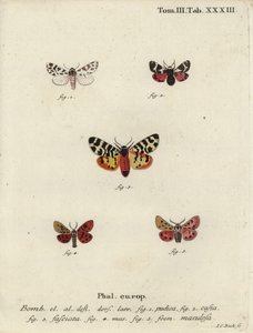 Discrete chaperon en tijgermotten door Johann Carl Bock