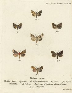 Donkere sallow, Eremobia ochroleuca 1,4, Cynaeda dentalis 2,3, oormot, Amphipoea oculea 5,6, en gewone rustieke, Mesapamea secalis 7. Handgekleurde kopergravure door Johann Carl Bock door Johann Carl Bock