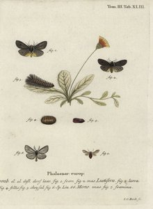 Epatolmis caesarea en Penthophera morio motten door Johann Carl Bock