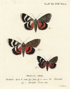 Franse rode ondervleugel, Catocala elocata 1,2, en donkere karmozijnrode ondervleugel variëteit, Catocala sponsa 3. Handgekleurde kopergravure door Johann Carl Bock door Johann Carl Bock
