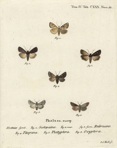 Tuindart, Euxoa nigricans 1-3, Hadena filograna 4, antirrhinum brokaat, Calophasia platyptera 5, Simyra nervosa 6. Handgekleurde kopergravure door Johann Carl Bock naar Eugenius Johann Christoph Esper