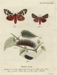 Tuiniertijgermot of grote tijgermot, Arctia caja door Johann Carl Bock