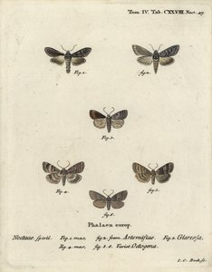 Groene zilvergespikkelde haai, Cucullia argentea 1,2, herfstachtige rustieke, Eugnorisma glareosa 4, cijfer van tachtig, Tethea ocularis 4-6. Handgekleurde kopergravure door Johann Carl Bock naar Eugenius Johann Christoph Esper