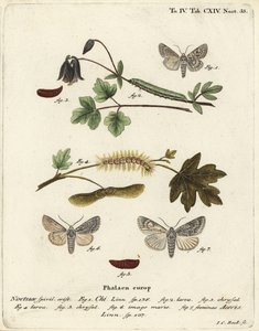 Grijze chi, Antitype chi en esdoornmot, Acronicta aceris. Handgekleurde kopergravure door Johann Carl Bock naar Eugenius Johann Christoph Esper