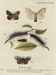 Zigeunermot, Lymantria dispar door Johann Carl Bock