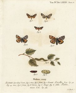 Dienstmeid mot, Dysauxes ancilla 1-3, en oranje ondervleugel, Archiearis parthenias 4-8. Handgekleurde kopergravure door Johann Carl Bock door Johann Carl Bock
