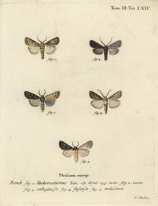 Hart-en-pijlmot, knolmot en zilveren wolk door Johann Carl Bock