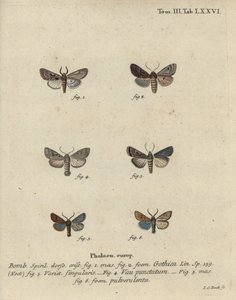 Hebreeuwse letter, zwartvlek kastanje, kleine quakermot, enz. door Johann Carl Bock