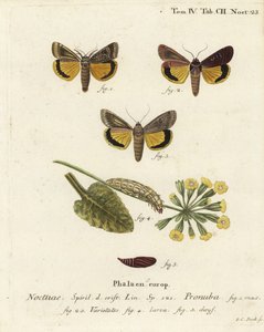Grote gele ondervleugel, Noctua pronuba, en variëteiten. Handgekleurde kopergravure door Johann Carl Bock naar Eugenius Johann Christoph Esper