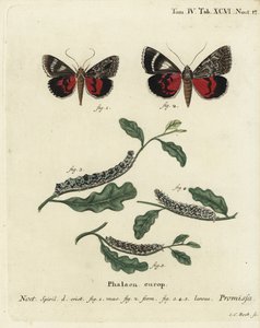 Licht karmozijnrode ondervleugelvlinder, Catocala promissa. Handgekleurde kopergravure door Johann Carl Bock naar Eugenius Johann Christoph Esper