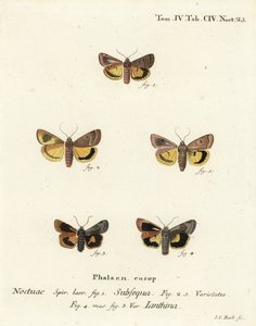 Lunaire gele ondervleugel, Noctua orbona 1, en kleinere breedgerande gele ondervleugel of Langmaid