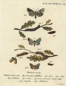 Merveille du jour, Dichonia aprilina 1-4, zeldzame merveille du jour, Moma alpium 5-7, en gemarmerde groene, Cryphia muralis 8. Handgekleurde kopergravure door Johann Carl Bock naar Eugenius Johann Christoph Esper