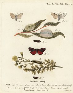 Molenaar mot, Acronicta leporina 1-5, en sint-jacobsvlinder, Tyria jacobaeae 6-8. Handgekleurde kopergravure door Johann Carl Bock door Johann Carl Bock