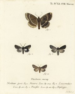 Oude dame of zwarte ondervleugel, Mormo maura 1, oosterse alchemist, Aedia leucomelas 2, en Dypterygia scabriuscula 3,4. Handgekleurde kopergravure door Johann Carl Bock door Johann Carl Bock