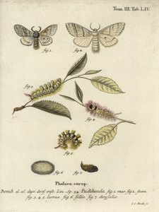 Bleke pluk, Calliteara pudibunda door Johann Carl Bock