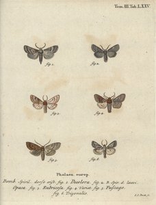 Poederachtige quaker, rode kastanje, baksteenmot, enz. door Johann Carl Bock