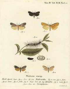 Roodnek voetsoldaat, Atolmis rubricollis 1, viervlek voetsoldaat, Lithosia quadra 2-6, en buff voetsoldaat, Katha depressa 7,9. Handgekleurde kopergravure door Johann Carl Bock naar Eugenius Johann Christoph Esper