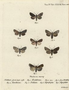 Saksische mot, Hyppa rectilinea 1, schaarmot, Hada plebeja 2,3, moerasdolk, Acronicta strigosa 4, bruine vlek pinion, Agrochola litura 5, witlijn pijlstaart, Euxoa nigrofusca 6, Opigena polygona 7. Handgekleurde kopergravure door Johann Carl Bock door Johann Carl Bock