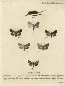 Zeldzame dolk, Acronicta auricoma 1-3, esdoornmot, Acronicta aceris, nootmuskaatmot 4,5, Hadula trifolii 6 en gevarieerde kroon, Hadena compta 7. Handgekleurde kopergravure door Johann Carl Bock naar Eugenius Johann Christoph Esper