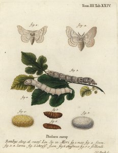 Zijde mot, Bombyx mori