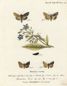Zilveren Y mot, Autographa gamma 1-4 en Essex Y mot, Cornutiplusia circumflexa 5,6. Handgekleurde kopergravure door Johann Carl Bock door Johann Carl Bock