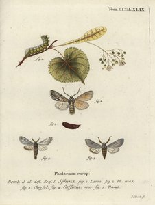 Sprawler mot, Asteroscopus sphinx