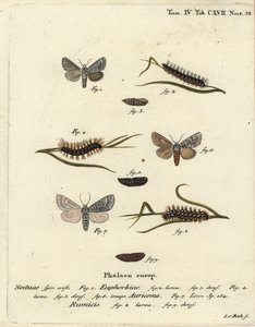 Zoete gale mot, Acronicta euphorbiae 1-5, zeldzame dolk, Acronicta auricoma 6, en knoopgras mot, Acronicta rumicis 7-9. Handgekleurde kopergravure door Johann Carl Bock naar Eugenius Johann Christoph Esper