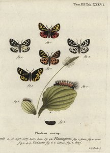 Hout tijgermot, Parasemia plantaginis door Johann Carl Bock