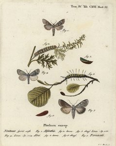 Alsemvlinder, Cucullia absinthii, elzenvlinder, Acronicta alni en Cucullia tanaceti. Handgekleurde kopergravure door Johann Carl Bock naar Eugenius Johann Christoph Esper