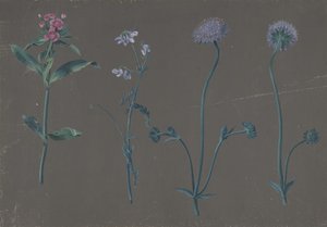 Studie van Drie Bloemen, 1781
