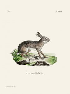 Indische haas door Johann Christian Daniel von Schreber. door Johann Christian Daniel Von Schreber