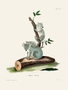 Koala Door Johann Andreas Wagener door Johann Christian Daniel Von Schreber