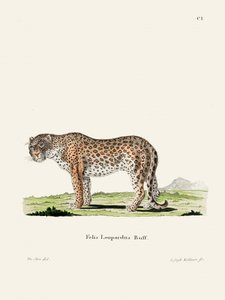 Leopard door Johann Andreas Wagener door Johann Christian Daniel Von Schreber