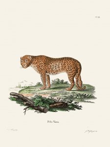Panther door Johann Christian Daniel von Schreber. door Johann Christian Daniel Von Schreber