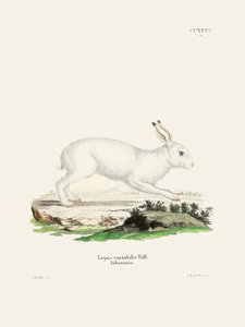 White Hare door Johann Christian Daniel von Schreber door Johann Christian Daniel Von Schreber