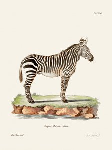 Zebra uit *De zoogdieren* (1778–1855) door Johann Christian Daniel von Schreber. door Johann Christian Daniel Von Schreber