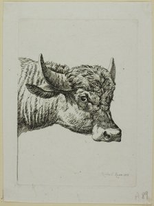 Hoofd van een Buffel, uit Die Zweite Thierfolge