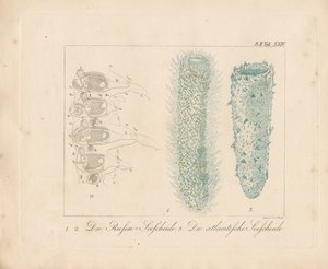  door Johann Christoph Bock