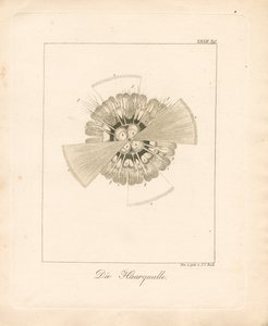  door Johann Christoph Bock