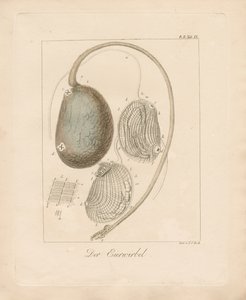  door Johann Christoph Bock