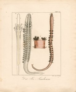  door Johann Christoph Bock